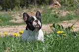 BOULEDOGUE FRANCAIS 366